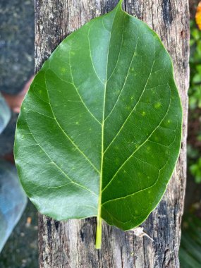 yeşil yaprak dokusu, doğal arkaplan