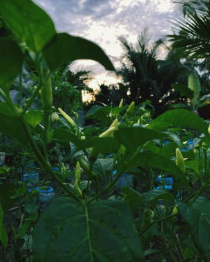 yeşil yapraklar, bitkiler ve yapraklar