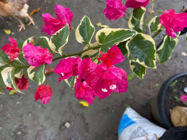 Bahçedeki güzel çiçekler