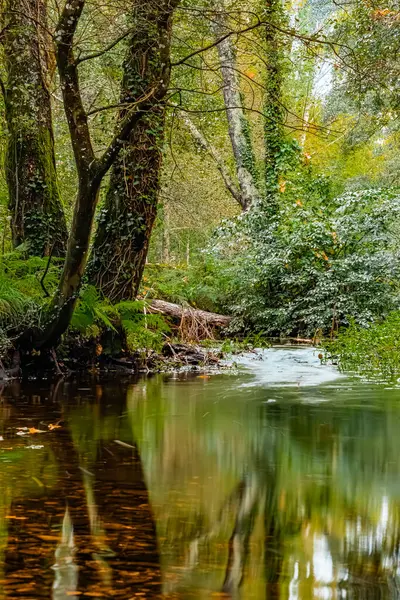 Madalena Nehri ile Galiçya 'daki vilalba Lugo' nun ekolojik parkında saran gür orman arasındaki güzel zıtlık.