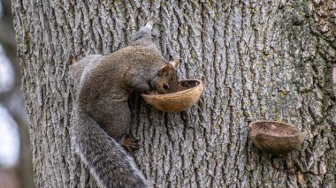 Squirrels find nuts in a feeder. Autumn scene: furry animals enjoy a treat among golden leaves. clipart