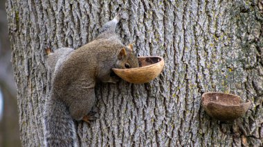 Squirrels find nuts in a feeder. Autumn scene: furry animals enjoy a treat among golden leaves. clipart