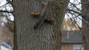 Squirrels find nuts in a feeder. Autumn scene: furry animals enjoy a treat among golden leaves. clipart