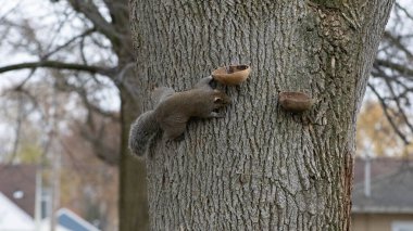 Squirrels find nuts in a feeder. Autumn scene: furry animals enjoy a treat among golden leaves. clipart