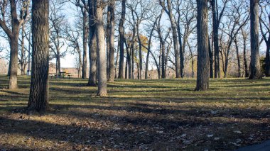 Göl kenarındaki sonbahar parkında yürü. Altın yapraklar, sükunet, suyun yansımaları, temiz hava ve doğanın güzelliği..