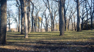 Göl kenarındaki sonbahar parkında yürü. Altın yapraklar, sükunet, suyun yansımaları, temiz hava ve doğanın güzelliği..