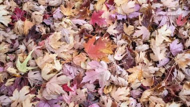 Parkta düşen akçaağaç yaprakları sonbaharın renkli bir halısını oluşturuyor. Kırmızı, turuncu ve sarı renkler zemini süslüyor..