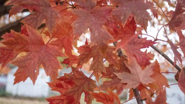 Crimson maple leaves in autumn. October landscape, bright red and orange colors against a golden sunset.