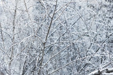 Gündüzleri kar altında güzel kış ağaçları
