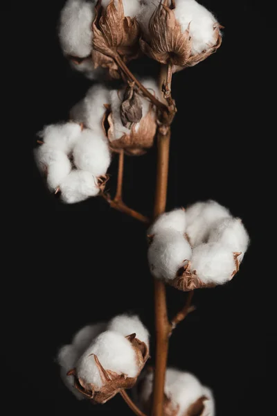 stock image Cotton plant close-up on black background 