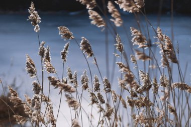 Plants in sunlight, stem texture, background