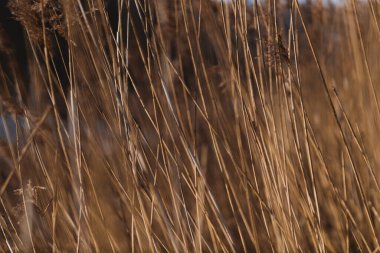 Plants in sunlight, stem texture, background