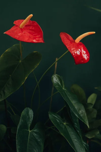 Strona Główna Czerwony Kwiat Anthurium Przeciwko Zielonej Ścianie — Zdjęcie stockowe