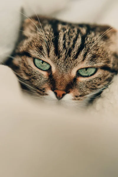 Hermoso Gato Doméstico Con Ojos Verdes Una Cama Suave —  Fotos de Stock