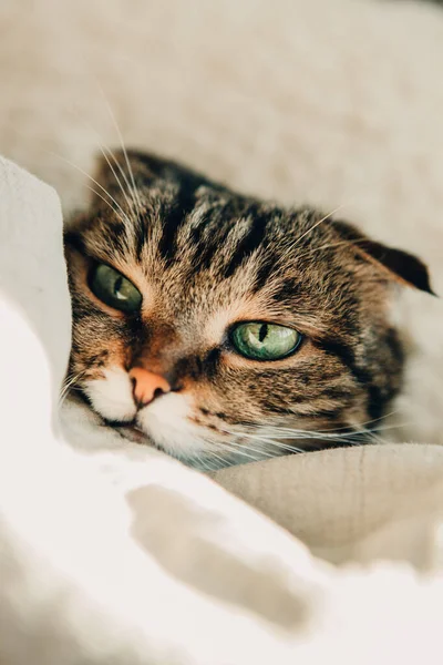 Hermoso Gato Doméstico Con Ojos Verdes Una Cama Suave —  Fotos de Stock