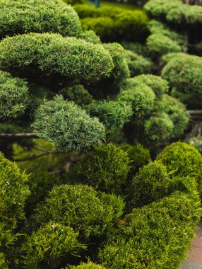 Manikürlü ve budanmış çalıları olan bir park.