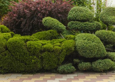 Manikürlü ve budanmış çalıları olan bir park.