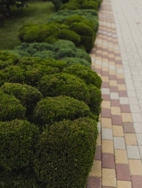 Manikürlü ve budanmış çalıları olan bir park.