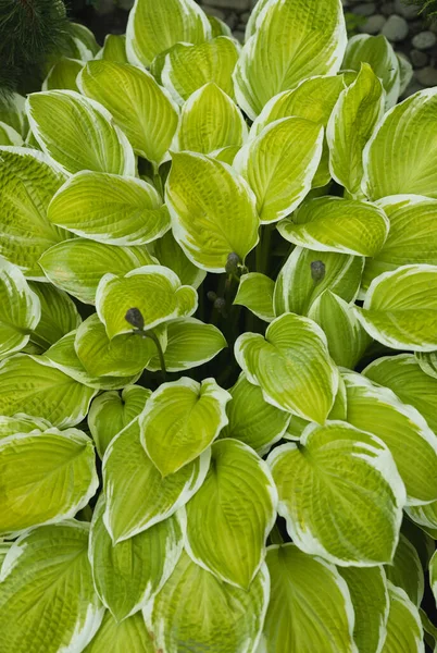 Folha Verde Jardim — Fotografia de Stock