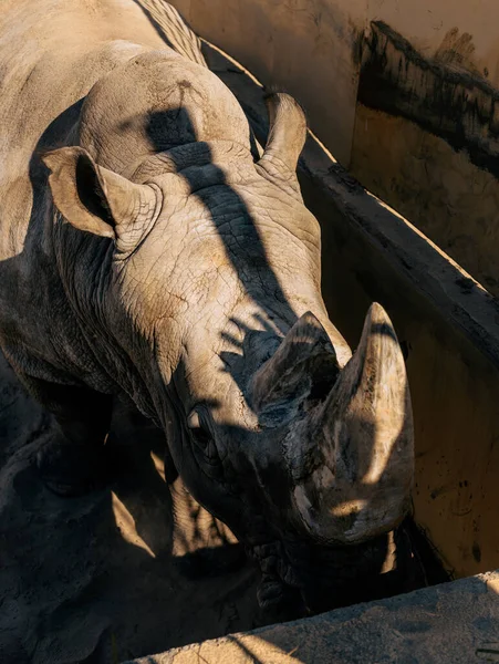 Huge Adult Rhinoceros Walks Enclosure Eco Park — Stock Photo, Image