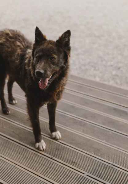 Cute Pet Dog Walks Next His Owner — Stock Photo, Image