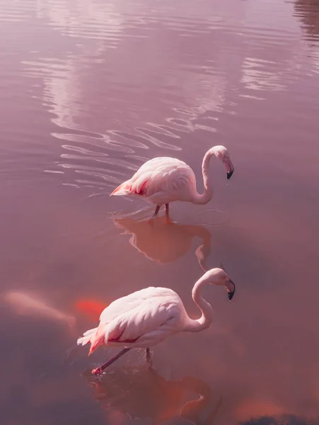 Красивый Розовый Фламинго Фоне Розового Озера — стоковое фото