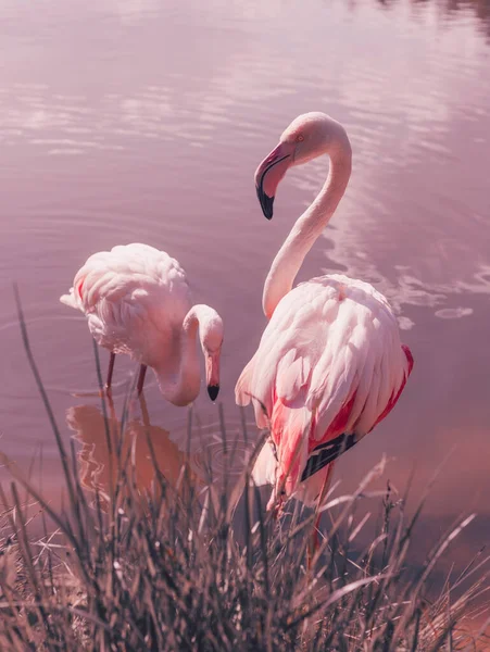 Een Prachtige Roze Flamingo Achtergrond Van Een Roze Meer — Stockfoto