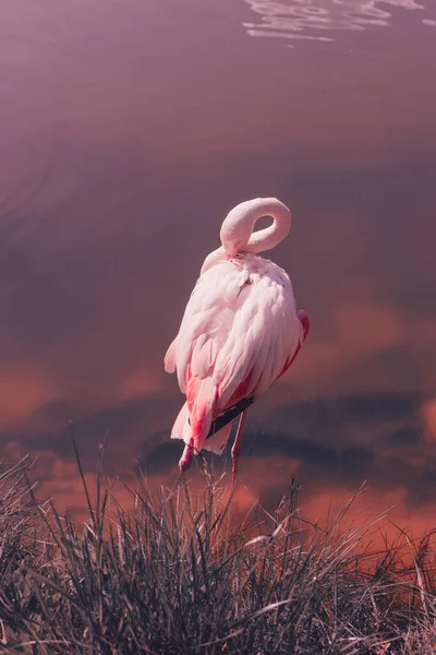 Ein Schöner Rosa Flamingo Auf Dem Hintergrund Eines Rosa Sees — Stockfoto