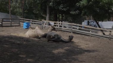 Yazın kumda yatan iki evcil deve.