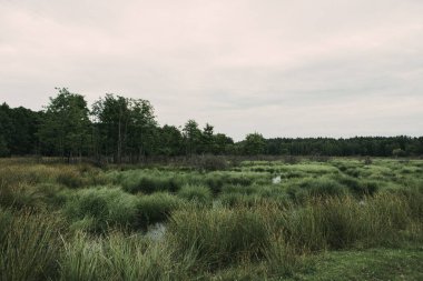 Bulutlu havada güzel bir manzara. Yoğun bitki örtüsü ve orman manzaralı bir bataklık.