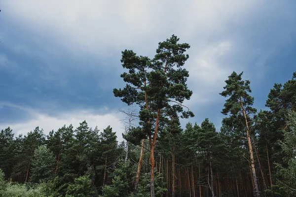 stock image Beautiful pine forest landscape with an overcast sky