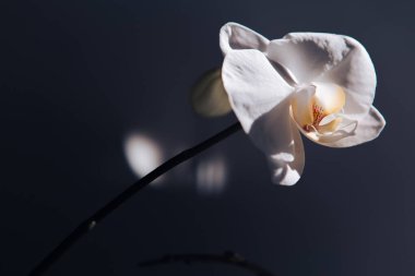 Güzel güneş ışığıyla beyaz orkide.