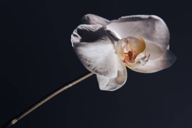 Güzel güneş ışığıyla beyaz orkide.