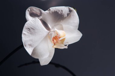 Güzel güneş ışığıyla beyaz orkide.