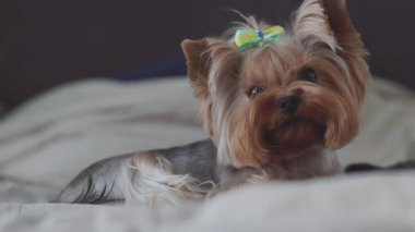 Güzel ve tatlı bir köpek evde dinleniyor.