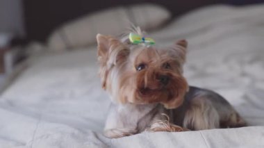 Güzel ve tatlı bir köpek evde dinleniyor.