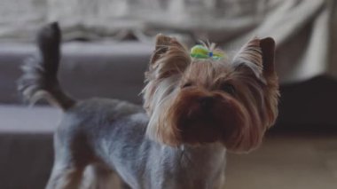 Güzel ve tatlı bir köpek evde dinleniyor.