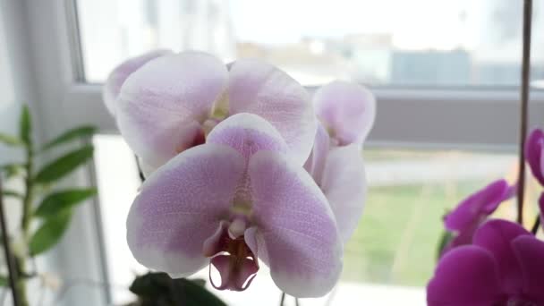 Pencere Kenarındaki Orkide Çiçekleri Apartman Evi Şehir Sahne Arkaplanı Yavaş — Stok video