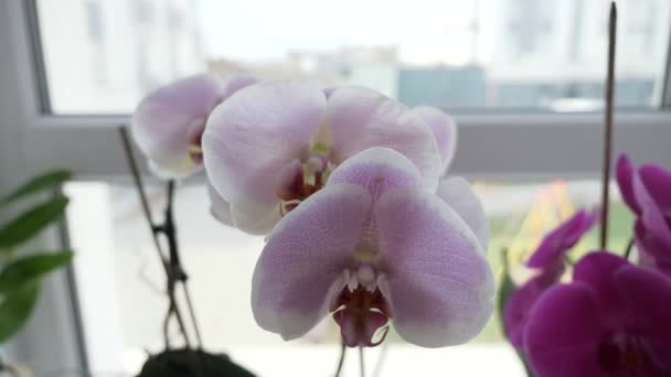 Pencere Kenarındaki Orkide Çiçekleri Apartman Evi Şehir Sahne Arkaplanı Yavaş — Stok video