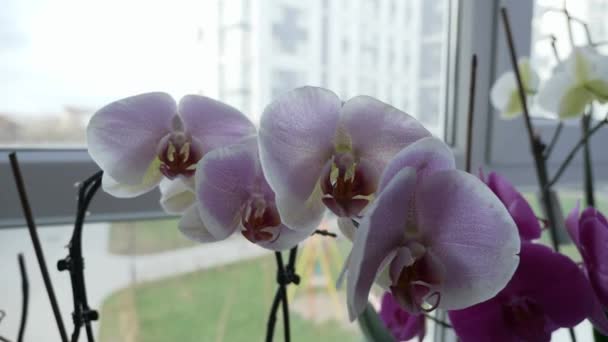 Orchid Flowers Windowsill Window Apartamento Home Fondo Escena Urbana Ciudad — Vídeo de stock