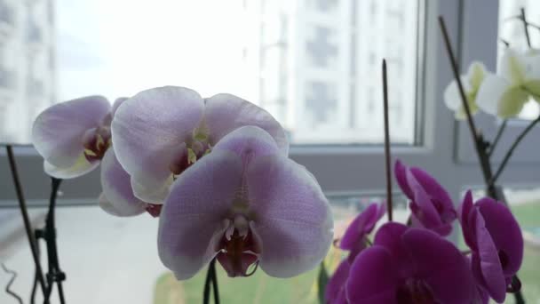 Orchid Flowers Windowsill Window Apartamento Home Fondo Escena Urbana Ciudad — Vídeos de Stock