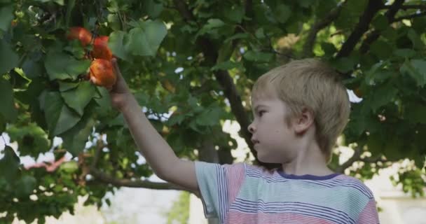 Little Boy Kid Kind Plukt Een Abrikoos Fruitboom Tuin Boomgaard — Stockvideo