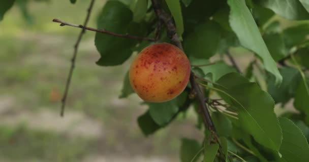 Kissrác Egy Sárgabarackot Szed Gyümölcsfára Kertben Lassú Mozgás — Stock videók