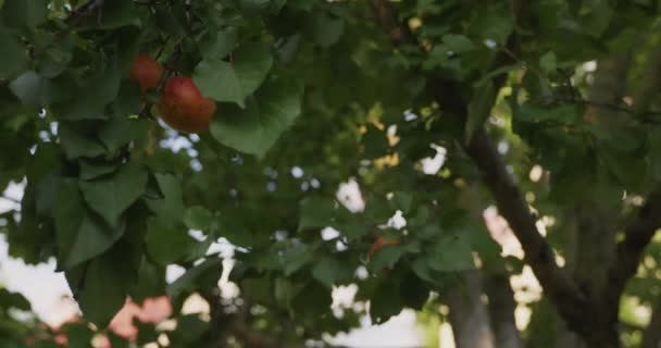 Little Boy Kid Child Plucks Apricot Fruit Tree Backyard Garden — Vídeo de Stock