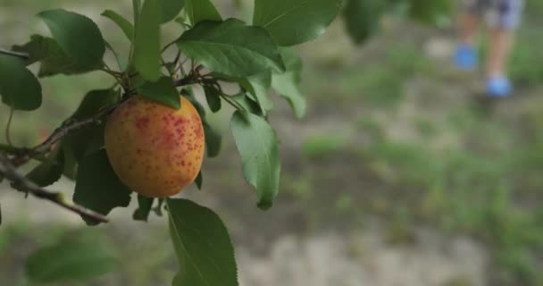 小男孩在后院花园花园的果树上拔杏子 慢动作4K — 图库视频影像