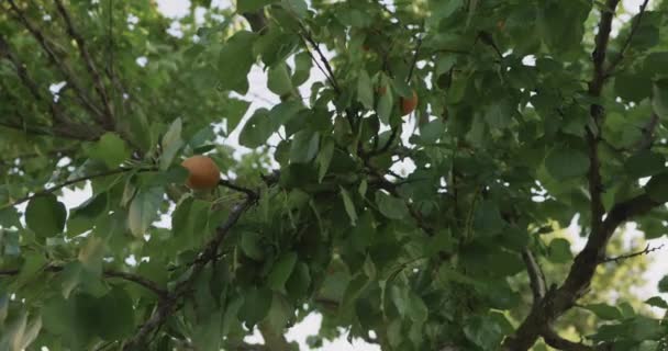 Little Boy Kid Child Plucks Apricot Fruit Tree Backyard Garden — Vídeo de Stock
