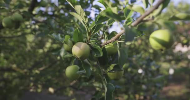 Close Maçã Verde Pendurado Árvore Frutas Jardim Pomar Quintal Country — Vídeo de Stock