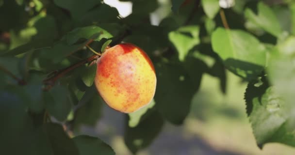 Close Ripe Apricot Hangend Aan Fruitboom Boomgaard Tuin Achtertuin Country — Stockvideo