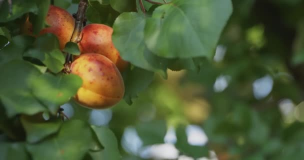 Close Child Hand Plucks Apricot Fruit Tree Backyard Garden Orchard — Vídeo de Stock