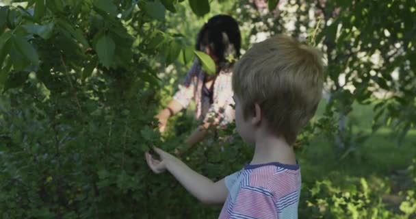 Anne Çocuk Arka Bahçe Bahçesinde Meyve Topluyor Yaz Evi Nde — Stok video